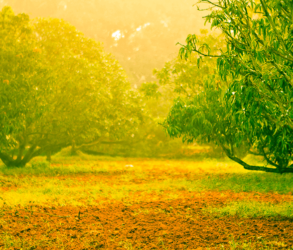 Green Resources At Brigade Orchards